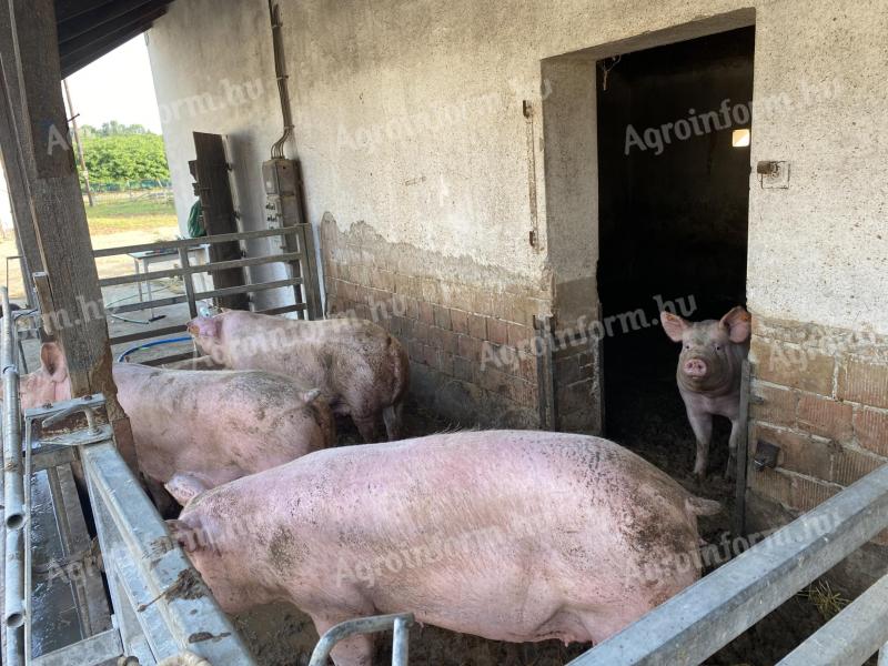 160 piglets and sows for sale