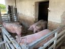 160 piglets and sows for sale