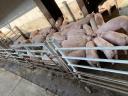 160 piglets and sows for sale