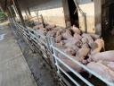 160 piglets and sows for sale