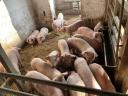 160 piglets and sows for sale