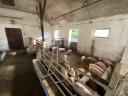 160 piglets and sows for sale