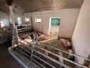 160 piglets and sows for sale