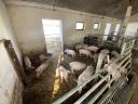 160 piglets and sows for sale