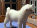 Štenci akita inu