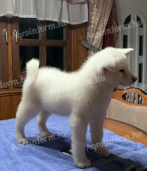Štenci akita inu