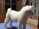 Štenci akita inu