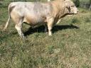 Býk skotu Charolais na prodej
