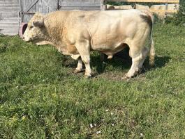 Charolais szarvasmarha bika eladó