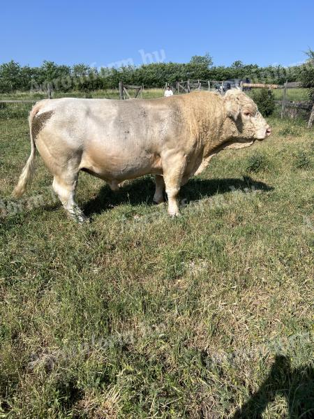Býk skotu Charolais na prodej