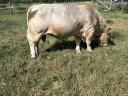 Býk skotu Charolais na prodej