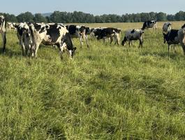 Holstein-fríz szűz üsző eladó