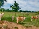 Telata býků F1 Charolais x šedá