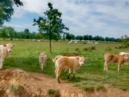 Charolais x szürke F1 bikaborjak