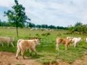 Telata býků F1 Charolais x šedá