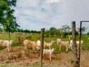 Telata býků F1 Charolais x šedá