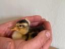 Sunny mallard duck