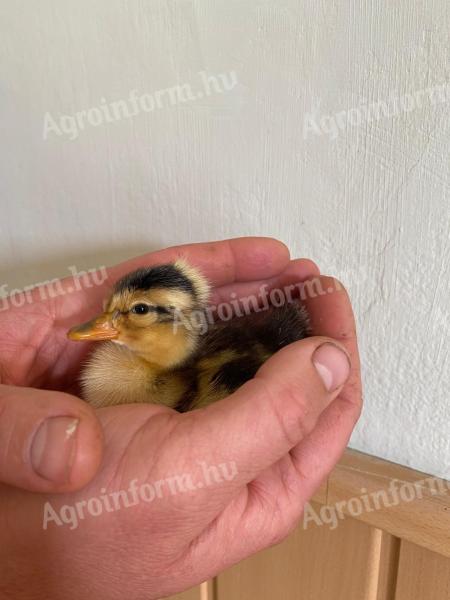 Sunny mallard duck