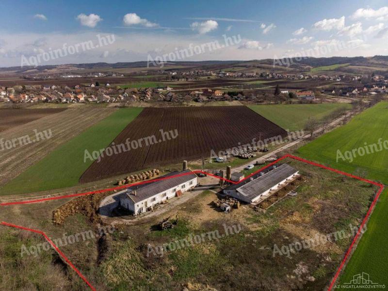 Schweinefarm Tolnanémed