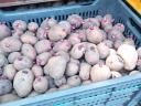 Balatoni roza krompir veličine semena na prodaǰu