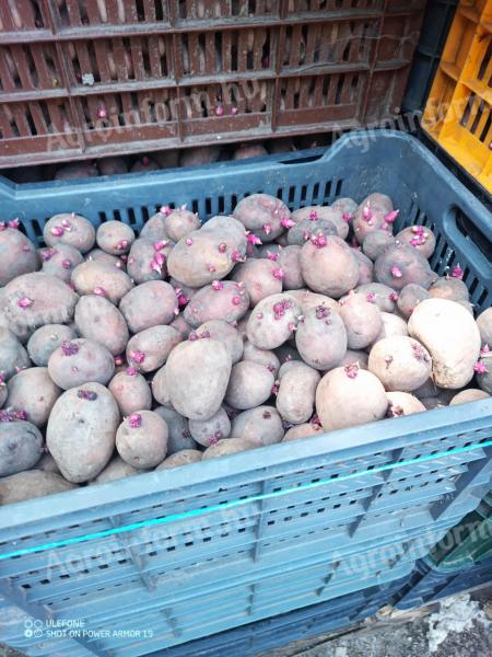 Balatoni roza krompir veličine semena na prodaǰu