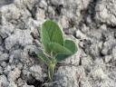 Second seed soya? It's time to act