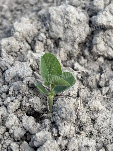 Second seed soya? It's time to act