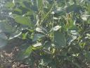Second seed soya? It's time to act