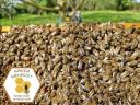 Bee swarm, brood, honey bee swarm