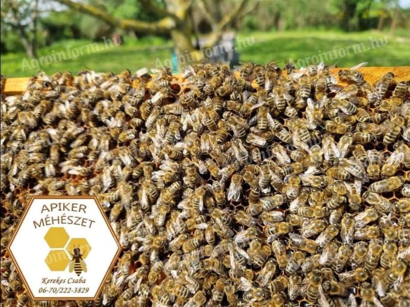 Bee swarm, brood, honey bee swarm