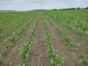 Row cultivator