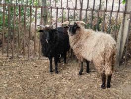Gyimesi × Hortobágyi racka bárányok