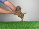 Pedigree dwarf poodle puppy
