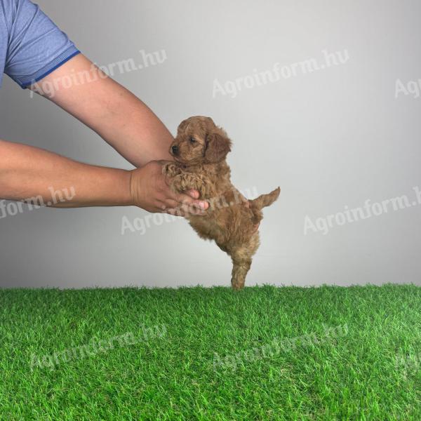 Pedigree dwarf poodle puppy