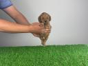 Pedigree dwarf poodle puppy