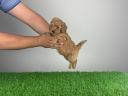 Pedigree dwarf poodle puppy