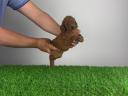 Pedigree dwarf poodle puppy
