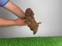 Pedigree dwarf poodle puppy