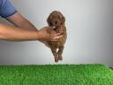 Pedigree dwarf poodle puppy