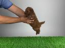 Pedigree dwarf poodle puppy