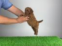 Pedigree dwarf poodle puppy