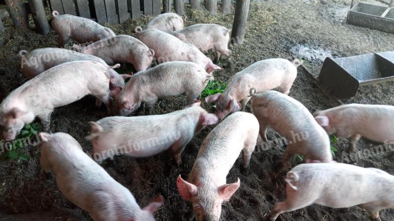Wahlschweine zu verkaufen