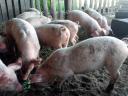 Wahlschweine zu verkaufen