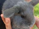 Giant basket-nosed rabbit