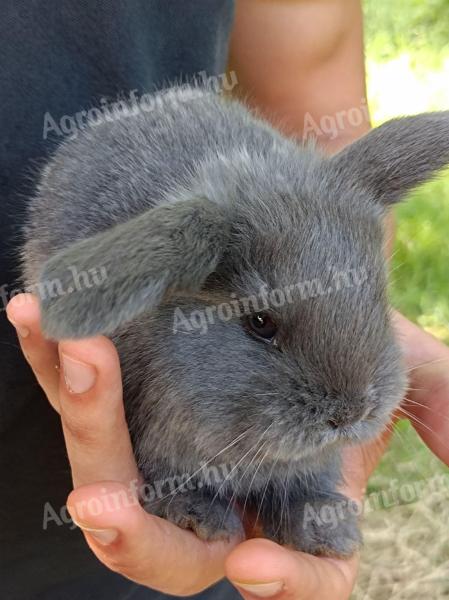 Giant basket-nosed rabbit