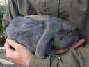 Giant basket-nosed rabbit