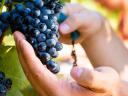 Wine maker 07214009 training