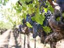 Wine maker 07214009 training