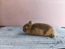 Zwergkaninchen, Zwergkaninchen