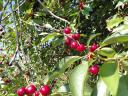 Hand-picked, plentiful cherries for sale